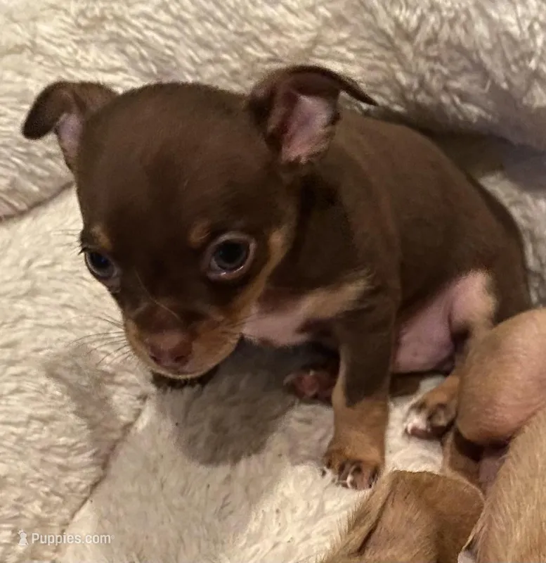 Puppy 3 male. Pup – Chihuahua puppy for sale in Baton Rouge, LA