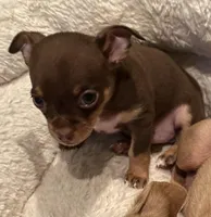 Puppy 3 male. Pup, a male Chihuahua for sale in Baton Rouge, LA – 1 of 5