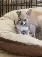 Chihuahua puppy, a male Chihuahua for sale in Baton Rouge, LA – 6 of 8