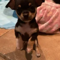 None, a male Chihuahua for sale in Baton Rouge, LA – Photo 1 of 5