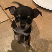 None, a male Chihuahua for sale in Baton Rouge, LA – Photo 2 of 5