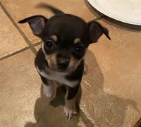 None, a male Chihuahua for sale in Baton Rouge, LA – Photo 2 of 5