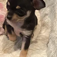 None, a male Chihuahua for sale in Baton Rouge, LA – Photo 4 of 5