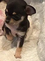 None, a male Chihuahua for sale in Baton Rouge, LA – Photo 4 of 5