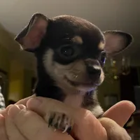 None, a male Chihuahua for sale in Baton Rouge, LA – Photo 3 of 5