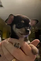 None, a male Chihuahua for sale in Baton Rouge, LA – Photo 3 of 5