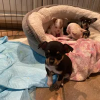 None, a male Chihuahua for sale in Baton Rouge, LA – Photo 5 of 5