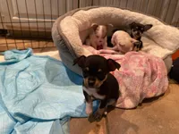 None, a male Chihuahua for sale in Baton Rouge, LA – Photo 5 of 5