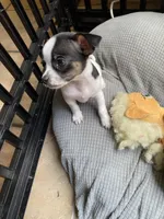 Spot 3, a female Chihuahua for sale in Baton Rouge, LA – Photo 4 of 5