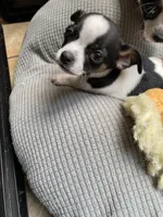 Spot 3, a female Chihuahua for sale in Baton Rouge, LA – Photo 5 of 5