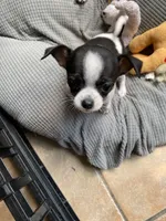 Spot 3, a female Chihuahua for sale in Baton Rouge, LA – Photo 3 of 5