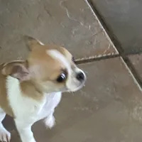 Puppy 1, a male Chihuahua for sale in Baton Rouge, LA – 2 of 9