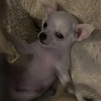Puppy 2 male purebred , a male Chihuahua for sale in Baton Rouge, LA – 5 of 10