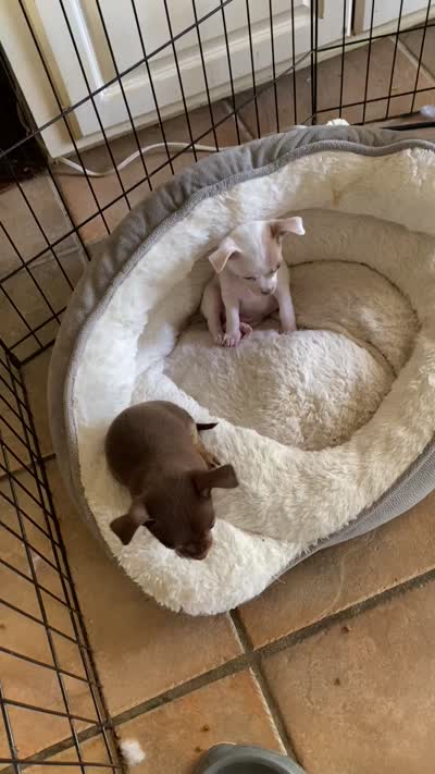 Puppy 3 male. Pup, a male Chihuahua for sale in Baton Rouge, LA – 4 of 5
