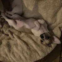 Puppy 1, a male Chihuahua for sale in Baton Rouge, LA – 7 of 9