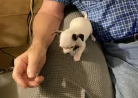 Chihuahua puppy, a male Chihuahua for sale in Baton Rouge, LA – 2 of 8