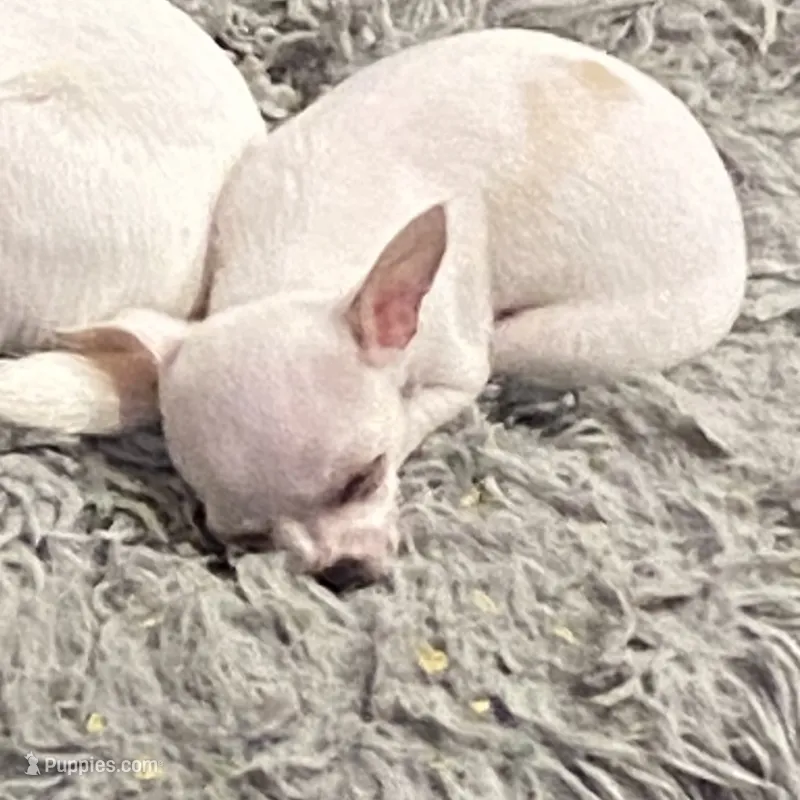 Puppy 2 male purebred  – Chihuahua puppy for sale in Baton Rouge, LA