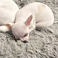 Puppy 2 male purebred , a male Chihuahua for sale in Baton Rouge, LA – 1 of 10