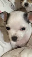 Chihuahua puppy, a male Chihuahua for sale in Baton Rouge, LA – 3 of 8