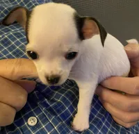 Chihuahua puppy, a male Chihuahua for sale in Baton Rouge, LA – 4 of 8
