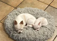 Puppy 2 male purebred , a male Chihuahua for sale in Baton Rouge, LA – 2 of 10