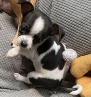 Spot 2, a female Chihuahua for sale in Baton Rouge, LA – Photo 6 of 6