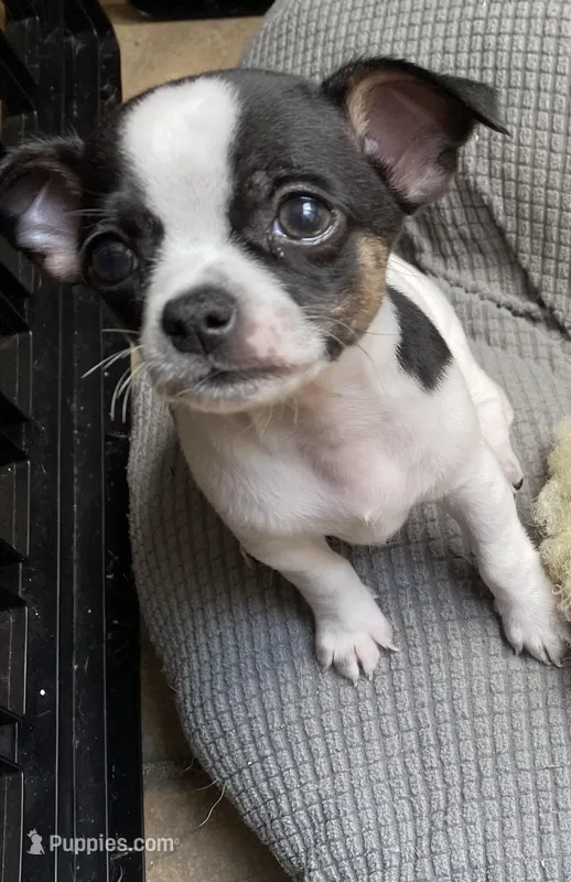 Spot 2 – Chihuahua puppy for sale in Baton Rouge, LA