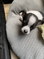 Spot 2, a female Chihuahua for sale in Baton Rouge, LA – Photo 4 of 6