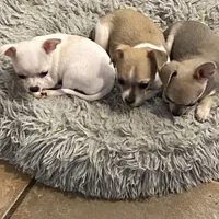 Puppy 2 male purebred , a male Chihuahua for sale in Baton Rouge, LA – 4 of 10