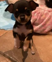 None 1, a male Chihuahua for sale in Baton Rouge, LA – Photo 1 of 6