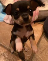 None 1, a male Chihuahua for sale in Baton Rouge, LA – Photo 5 of 6