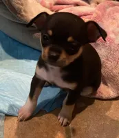 None 1, a male Chihuahua for sale in Baton Rouge, LA – Photo 2 of 6