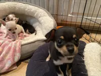 None 1, a male Chihuahua for sale in Baton Rouge, LA – Photo 6 of 6