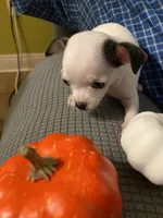 Chihuahua puppy, a male Chihuahua for sale in Baton Rouge, LA – 8 of 8