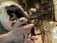 None 2, a male Chihuahua for sale in Baton Rouge, LA – Photo 6 of 6