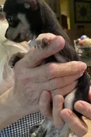None 2, a male Chihuahua for sale in Baton Rouge, LA – Photo 5 of 6