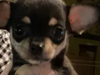 None 2, a male Chihuahua for sale in Baton Rouge, LA – Photo 2 of 6