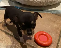 None 2, a male Chihuahua for sale in Baton Rouge, LA – Photo 4 of 6