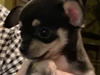 None 2, a male Chihuahua for sale in Baton Rouge, LA – Photo 3 of 6