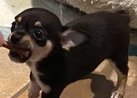 None 2, a male Chihuahua for sale in Baton Rouge, LA – Photo 1 of 6