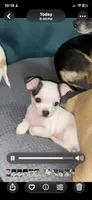 Chihuahua puppy, a male Chihuahua for sale in Baton Rouge, LA – 5 of 8