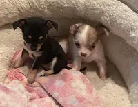 None 1, a female Chihuahua for sale in Baton Rouge, LA – Photo 1 of 6