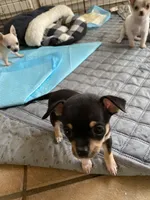 None 1, a female Chihuahua for sale in Baton Rouge, LA – Photo 5 of 6