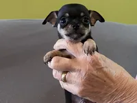 None 1, a female Chihuahua for sale in Baton Rouge, LA – Photo 3 of 6