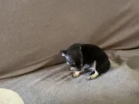 None 1, a female Chihuahua for sale in Baton Rouge, LA – Photo 6 of 6