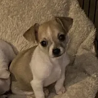 Puppy 1, a male Chihuahua for sale in Baton Rouge, LA – 3 of 9