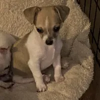 Puppy 1, a male Chihuahua for sale in Baton Rouge, LA – 5 of 9
