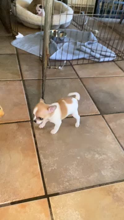 Puppy 1, a male Chihuahua for sale in Baton Rouge, LA – 9 of 9