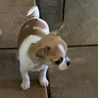 Puppy 1, a male Chihuahua for sale in Baton Rouge, LA – 6 of 9