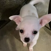 Puppy 2 male purebred , a male Chihuahua for sale in Baton Rouge, LA – 10 of 10